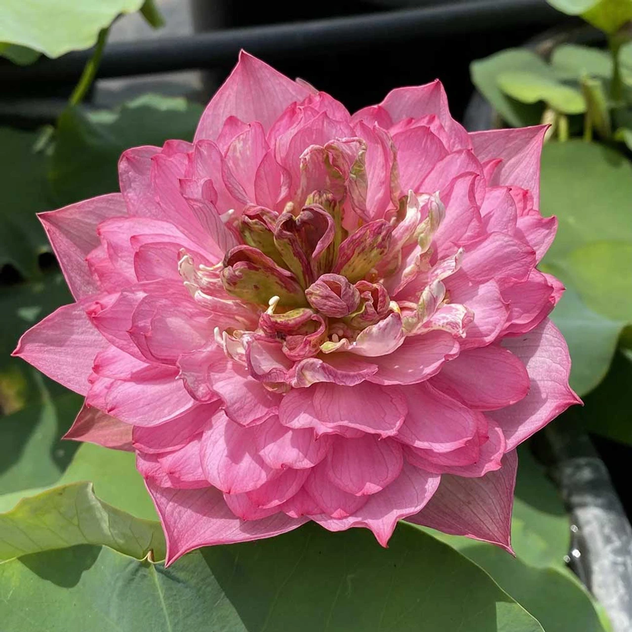 Red Shaoshan - Red Hardy Water Lotus - Image 7
