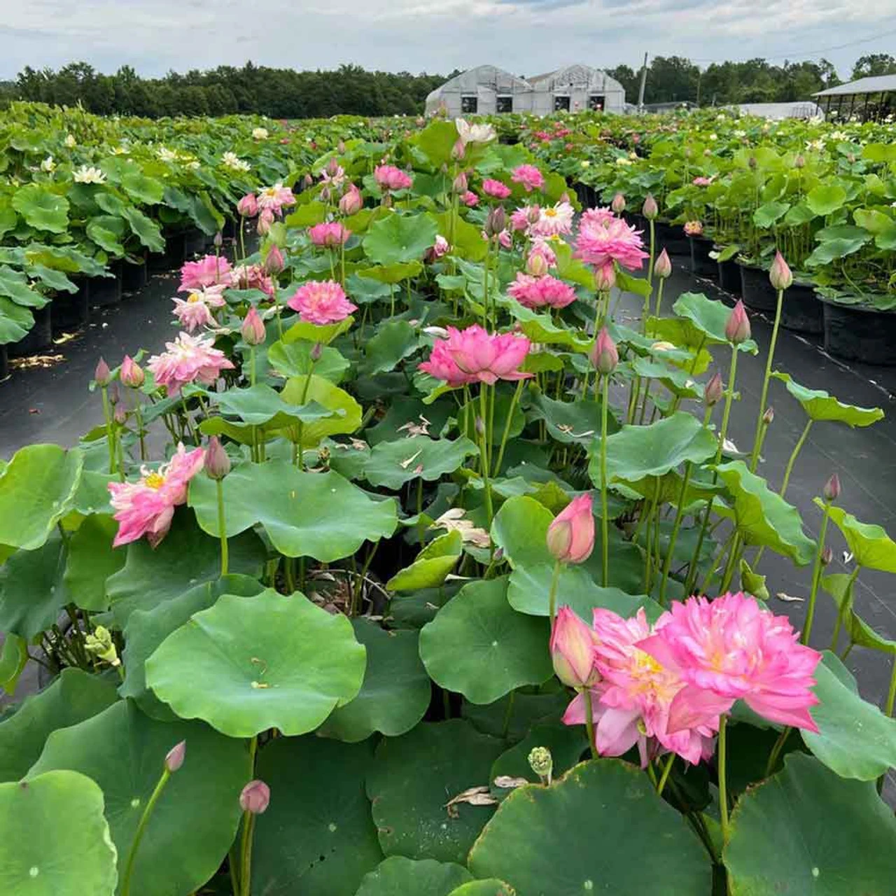 Red Shaoshan - Red Hardy Water Lotus - Image 4