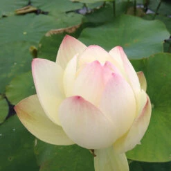 Empress - White Hardy Water Lotus
