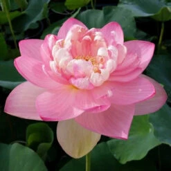 Mrs. Perry Slocum - Hardy Water Lotus