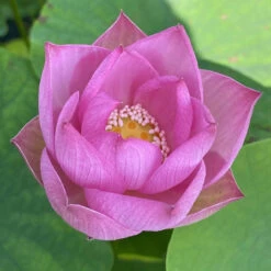 Princess Harper - Hardy Water Lotus