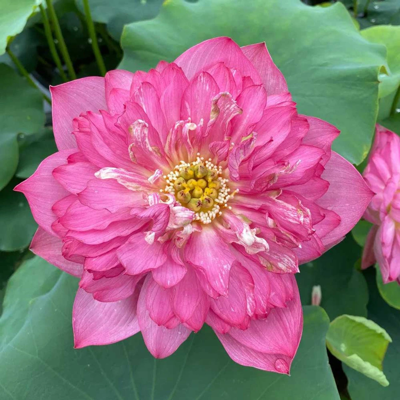 Red Shaoshan - Red Hardy Water Lotus - Image 3