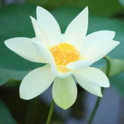 Ruby Gardner - Hardy Water Lotus