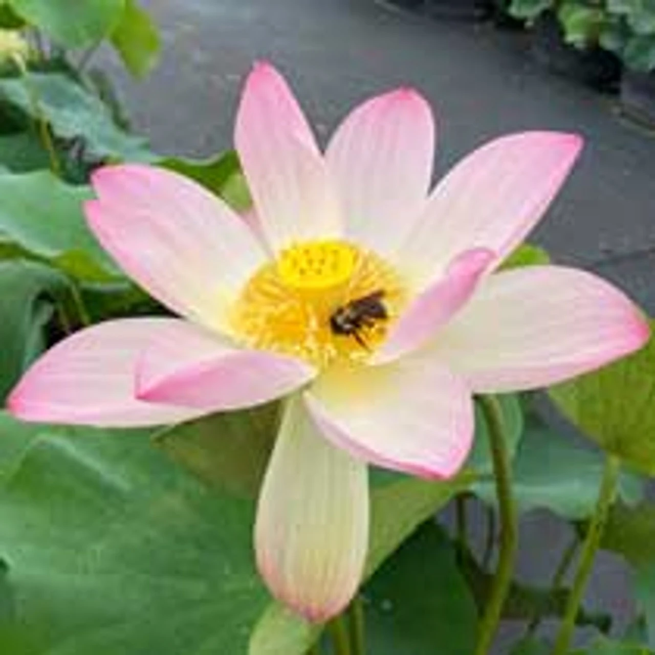 Ruby Gardner - Hardy Water Lotus - Image 2