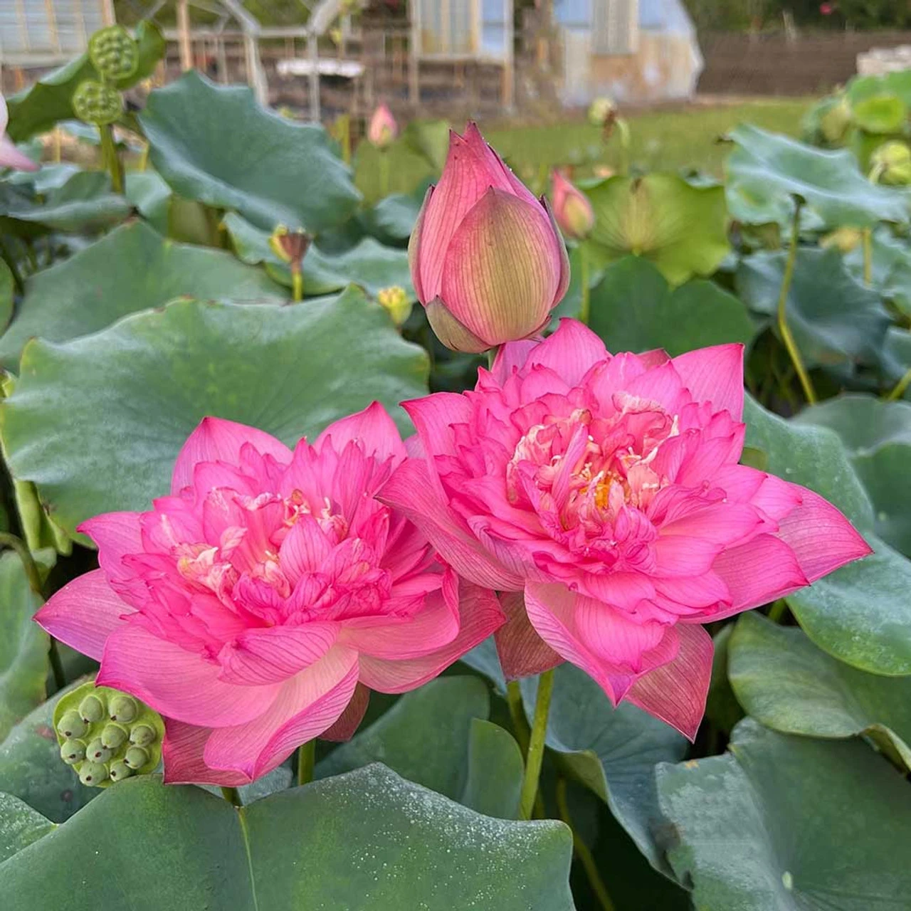 Red Shaoshan - Red Hardy Water Lotus - Image 2