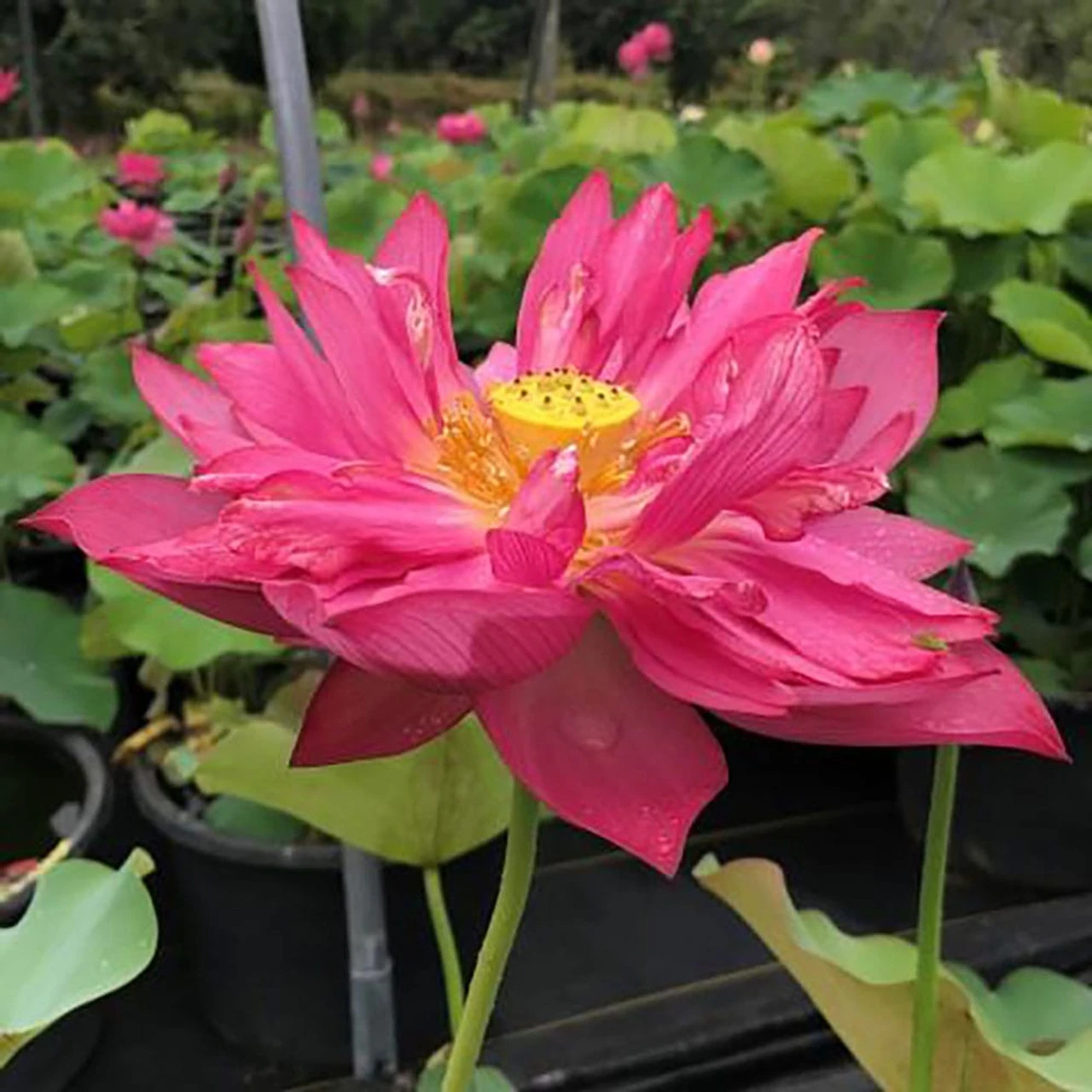 Splendor's Red - Hardy Water Lotus - Image 2